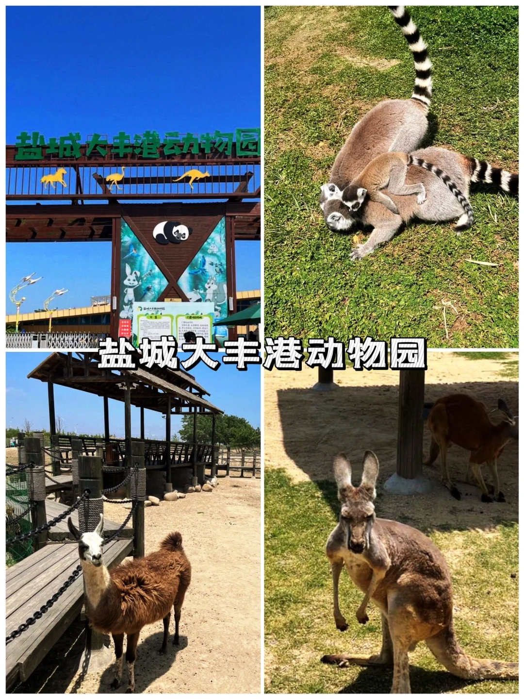 盐城旅游攻略必去景点推荐-盐城旅游景点攻略