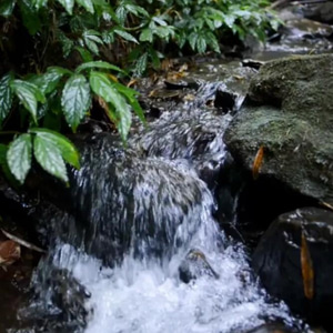 老厂竹根水